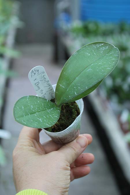 Phalaenopsis Sogo Pony x (Hannover Passion x Zheng Min Tyrannosaurus).jpg