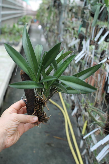 Rodriguezia lanceolata.jpg