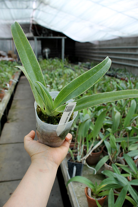Paphiopedilum sanderianum.jpg