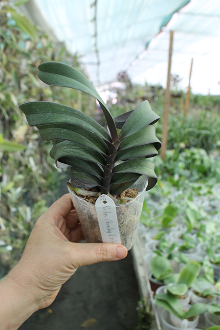 Chienlung Little Beauty.jpg