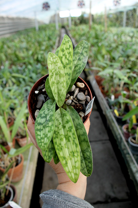 Paphiopedilum purpuratum.jpg
