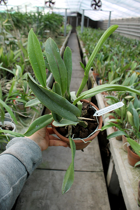 Laeliocattleya Chan Hsiu Jewel 'San Mei'.jpg