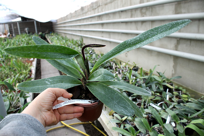 Paphiopedilum Ruby Leopard Vini x charlesworthii.jpg