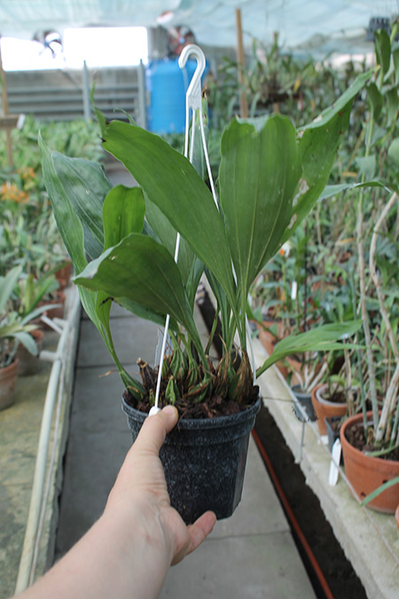 Gongora rufescens.jpg