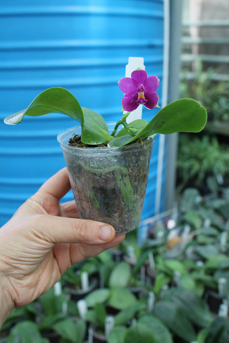 Phalaenopsis violacea indigo x LD Double Dragon 'Mituo #1'.jpg