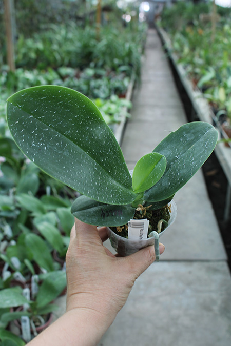 Phalaenopsis LD Giga King 'Mituo #1'.jpg