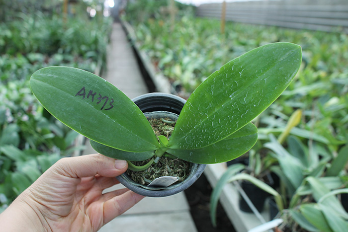 Phalaenopsis Magnificent Mibs 'Mituo #3' x Corona 'M-1'.jpg