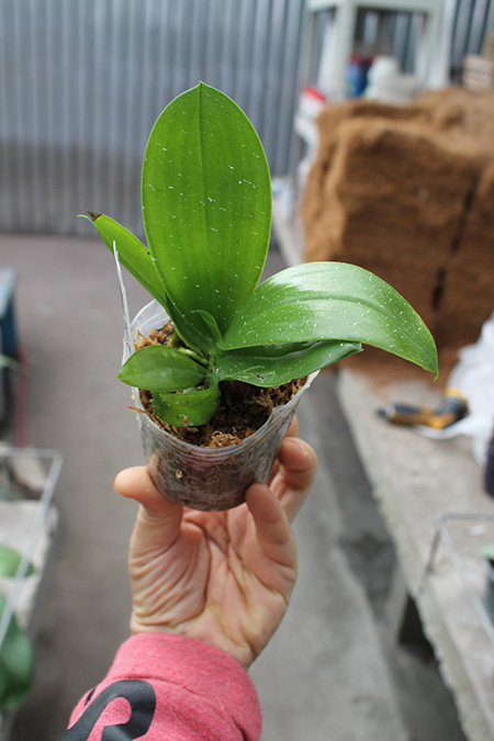 Phalaenopsis Chienlung Zebra.jpg