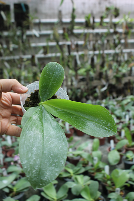 (Phalaenopsis tetraspis x speciosa) x violacea indigo.jpg