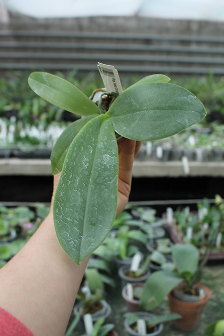 Phalaenopsis Hans Christiansen.jpg