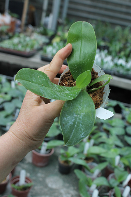 Phalaenopsis Corning's Violet indigo type.jpg