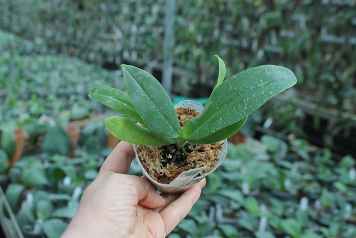 Renanthopsis Chienlung Little Cricket.jpg