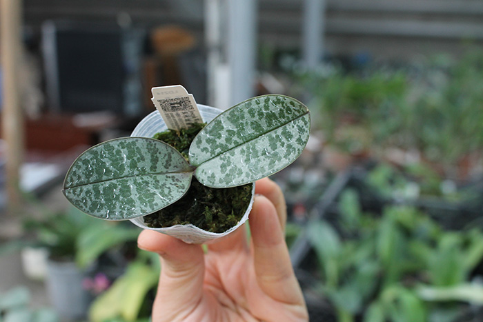 Phalaenopsis (schilleriana x phillipenesis) 'Joseph Wu'.jpg