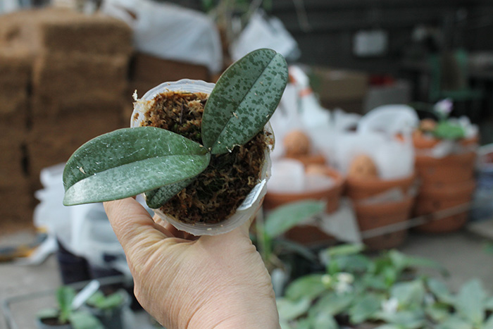 Phalaenopsis Celebes Wave 'Smile Sawn' (Mato Girl x celebensis).jpg