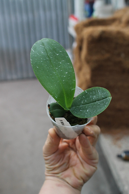 Phalaenopsis Mituo Sun.jpg