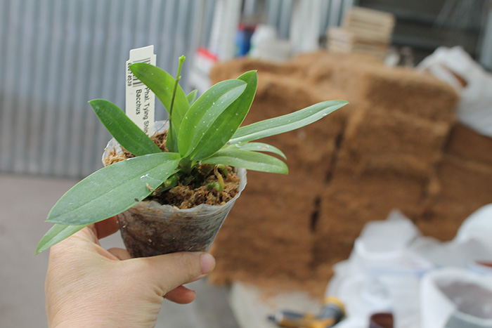 Phalaenopsis Tying Shin Blue Jay x Bacchus.jpg