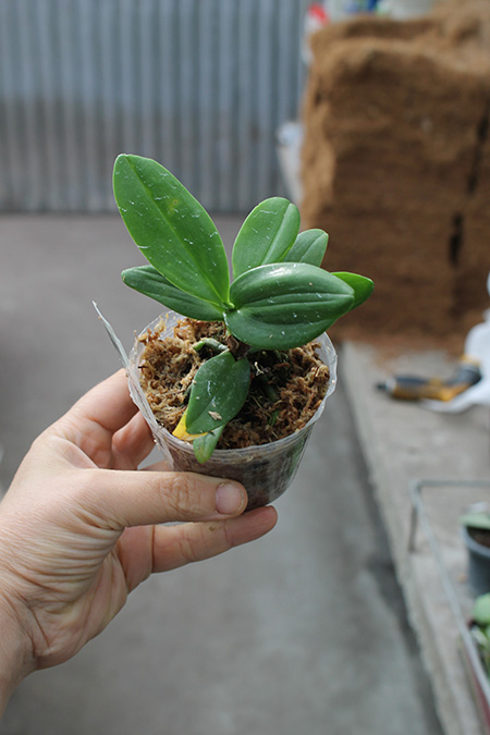 Trichoglottis philippinensis x Phalaenopsis equestris alba.jpg
