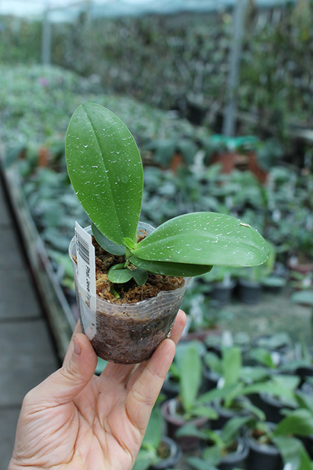 Phalaenopsis Chienlung Jewel Parrot.jpg