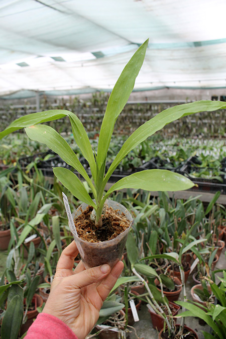 Monnierara Millenninum Magic 'Witchcraft'.jpg