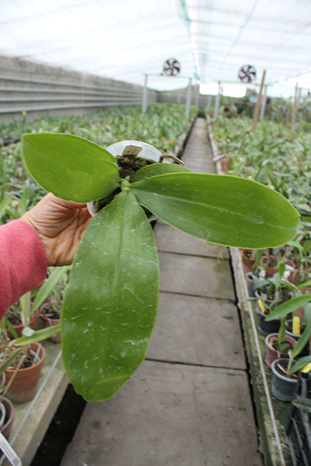 Phalaenopsis (Yungho Gelblitz x venosa) x lueddemanniana Yungho.jpg