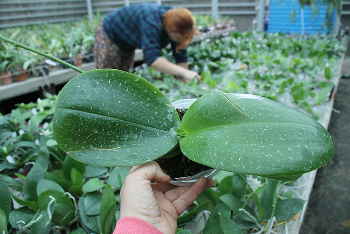 Phalaenopsis LD Bear Queen x Mituo Sun.jpg