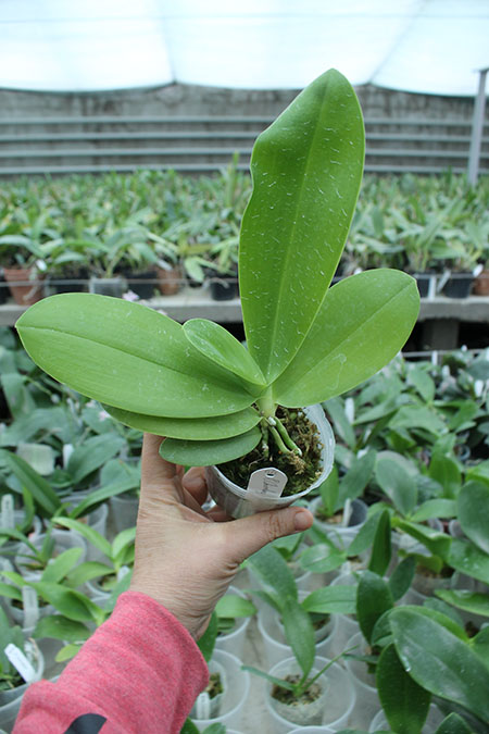 Phalaenopsis Chienlung Dream Bouquet.jpg