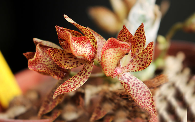 Mormodes lawrenceana.jpg