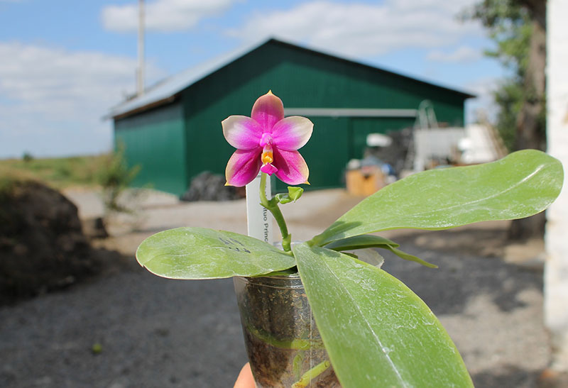 Phalaenopsis Mituo Prince x Samera.jpg