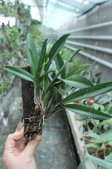 Rodriguezia lanceolata.jpg