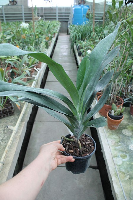 Angraecum sesquipedale.jpg