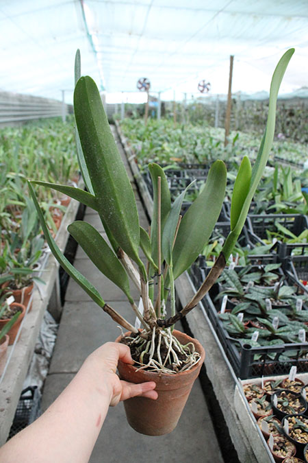 Cattleya Petch Siam.jpg