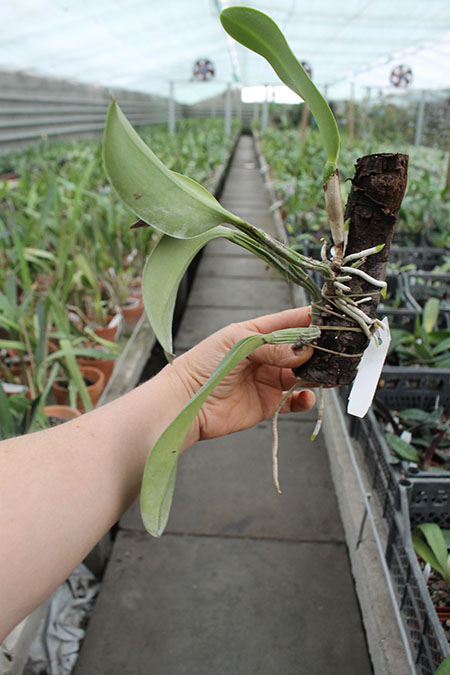 Cattleya Sea Breeze 'Blue Boy'.jpg