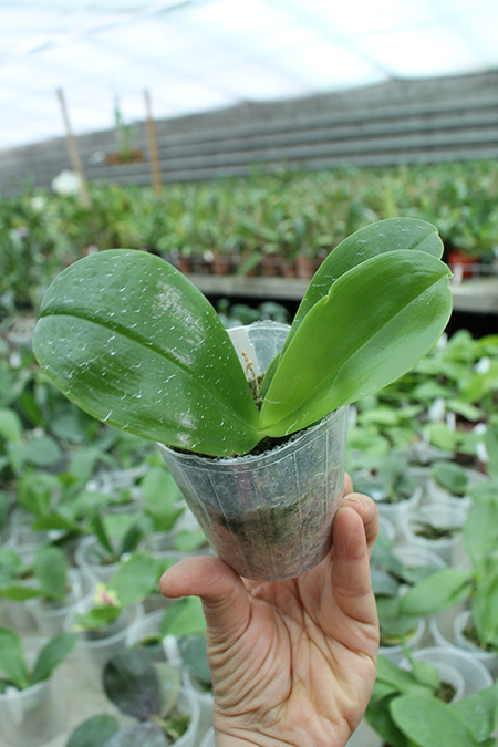 Phalaenopsis violacea indigo x  ((tetraspis x speciosa)  x  violacea indigo).jpg