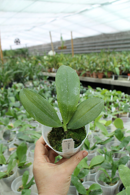 Phalaenopsis corningiana 'Ching Hua'.jpg