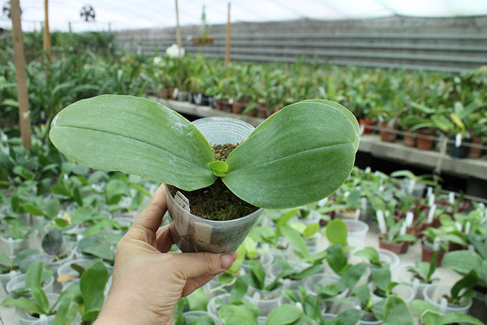 Phalaenopsis KS Happy Eagle x Zheng Min Tyrannosaurus.jpg