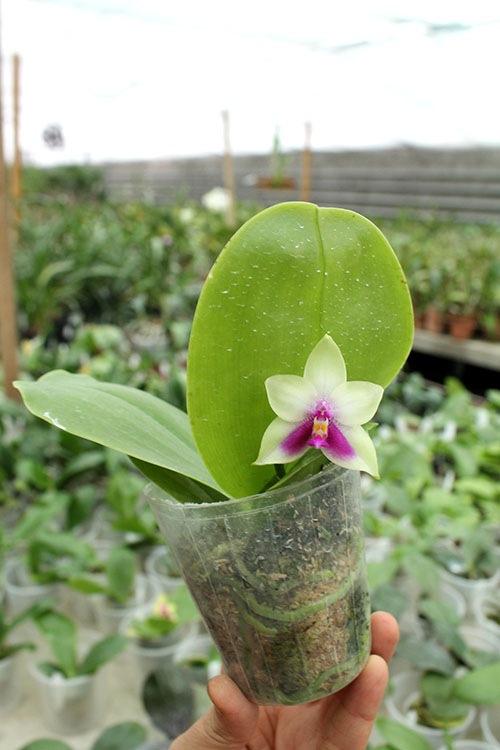 Phalaenopsis Nobby's Fox x Zheng Min Muscadine.jpg