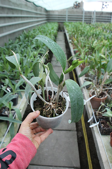 Sophrocattleya June Bug 'Venice Sunshine'.jpg