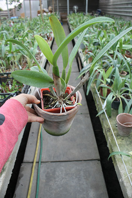 Brassocattleya Chief Pink 'Diana'.jpg