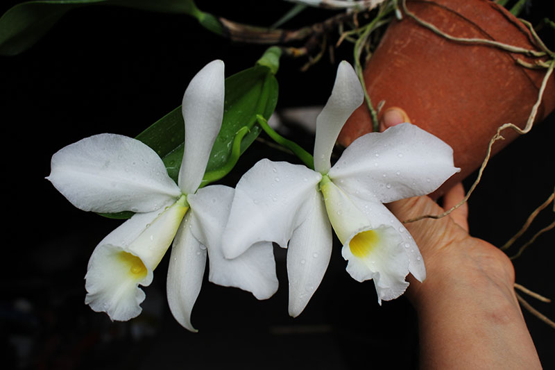 Cattleya warneri semi alba 'Geneva' x Laelia praestans alba.jpg