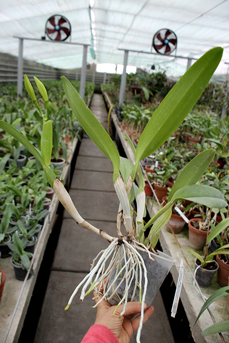 Cattleya labiata alba 'Otima' XXX x Cattleya labiata roxo bispo 'Urbano'.jpg