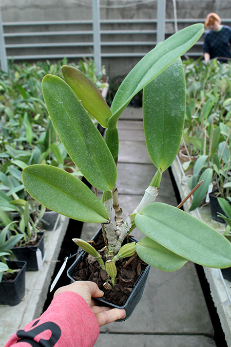 Cattleya lueddemanniana alba 'OMG' x Cattleya lueddemanniana coerulea 'Siquesique'.jpg