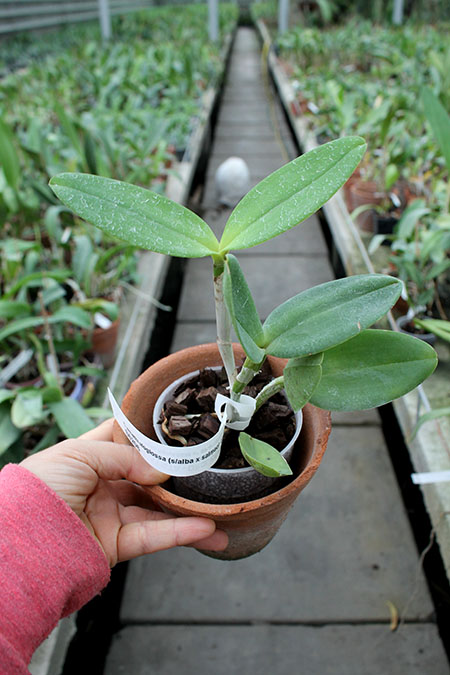 Cattleya amethystoglossa (semi-alba x salmao).jpg