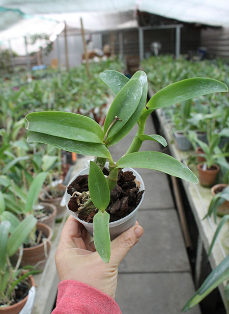 Diacattleya Chantilly Lace 'Twinkle'.jpg