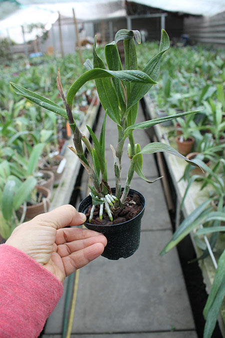 Broughtonia sanguinea x Epidendrum radicans.jpg
