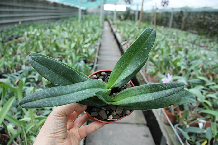 Paphiopedilum Daisy Barclay x leucochilum.jpg