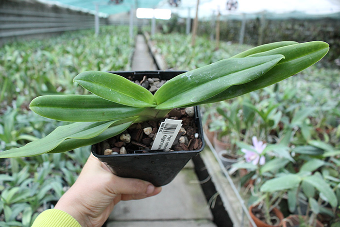 Paphiopedilum rothschildianum x Knight's Niveum.jpg