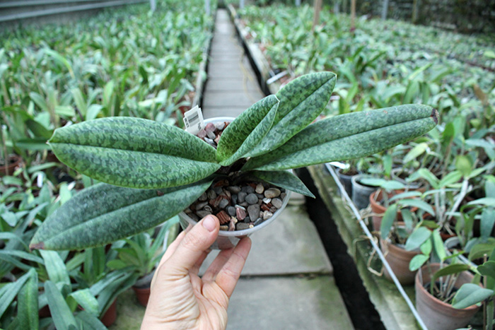 Paphiopedilum venustum x sib.jpg