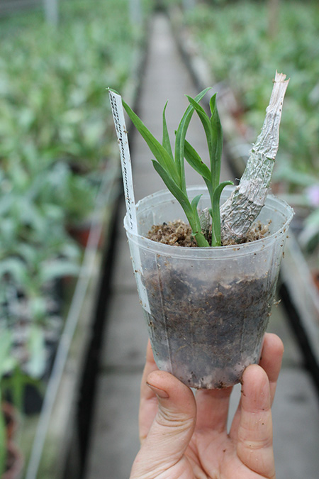 Catasetum (John Burchett x Suzan Fuchs) x Orchidglade.jpg