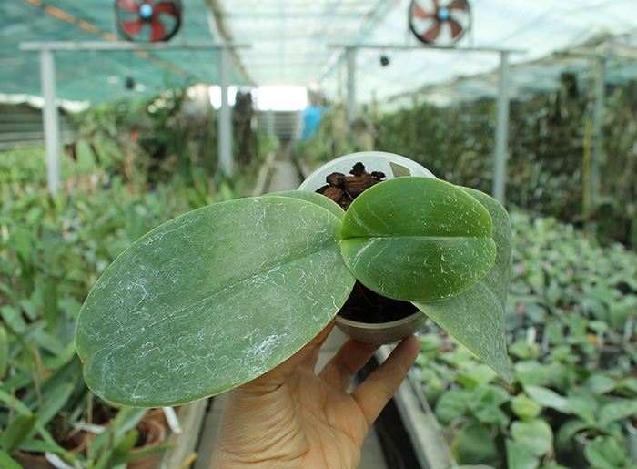 Phalaenopsis gigantea x Mituo Coral Mambonosa.jpg