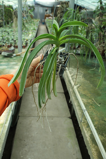 Rhynchostylis coelestis alba.jpg